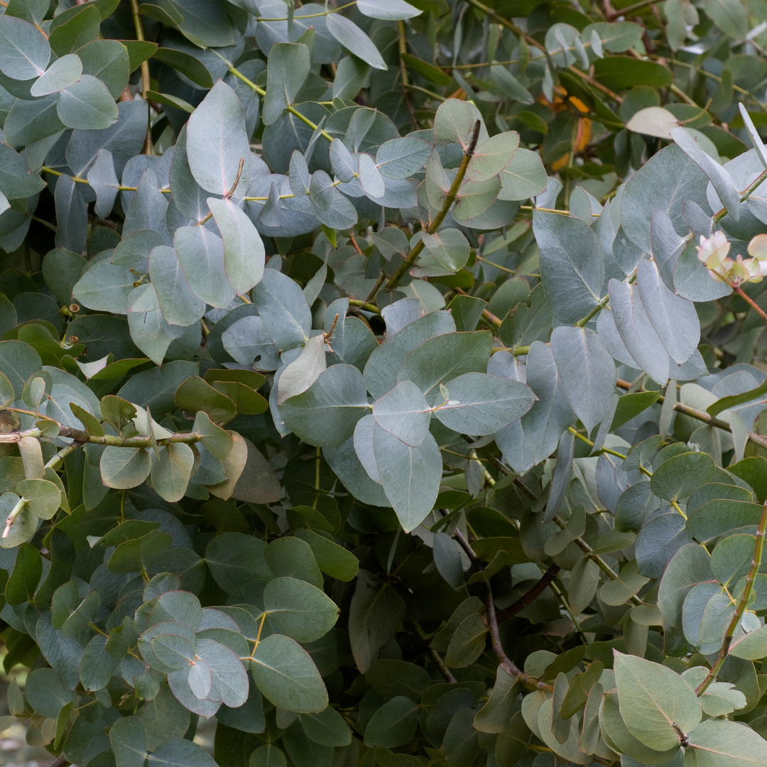 Eucalyptus Essential Oil - Fresh, Medicinal & Woody